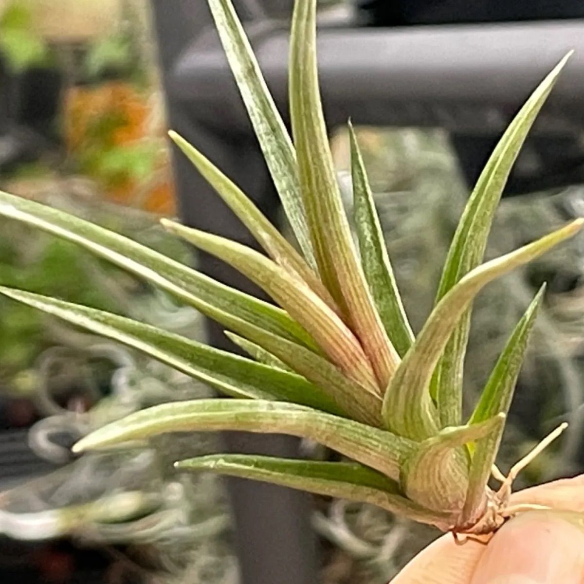 チランジア エリシー Tillandsia erici ティランジア エアプランツ