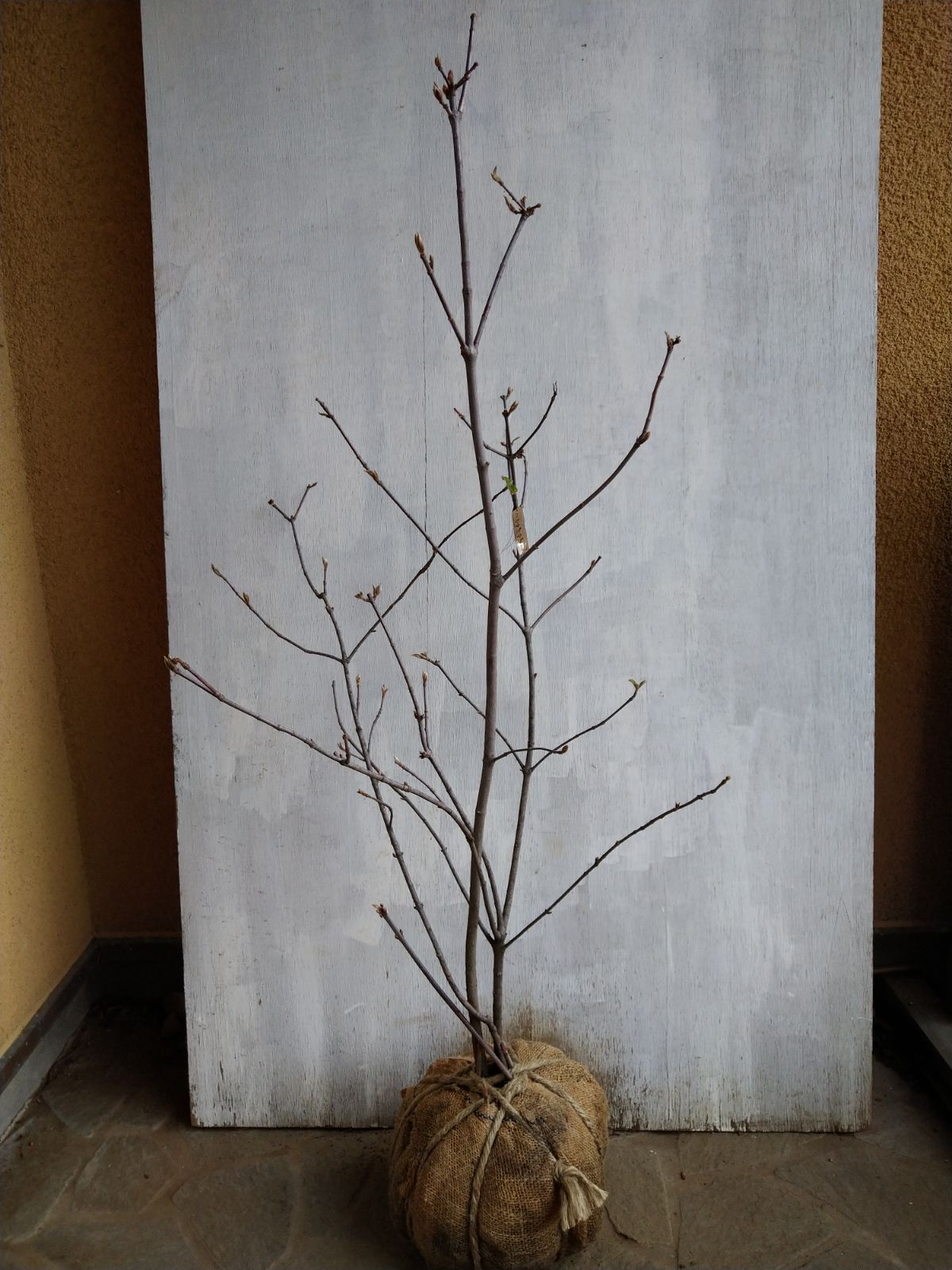 一才藤| 種・苗・ガーデニング用品の【タキイネット通販】 パープル一