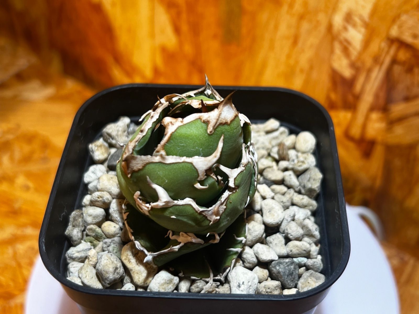 CG-01 フラワー・ガーデニング アガベ 追星 COK CG-01 子株出品 鉢ごと