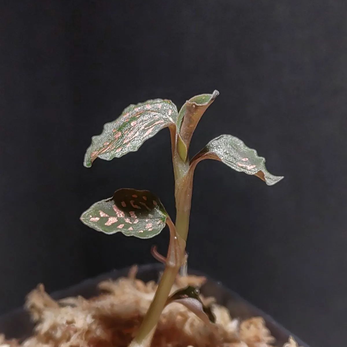 ミクロキルス トリダックス赤 子株 - 植物/観葉植物