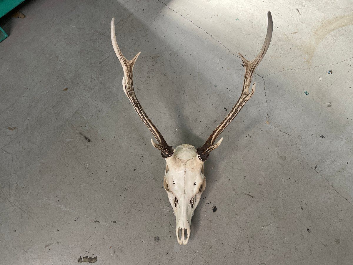 アンティーク/鹿の角/鹿のツノ/シカの角/シカのツノ/頭蓋骨付き/ヘッド