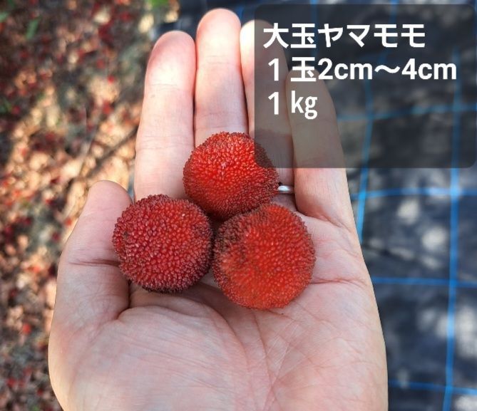 食品 やまもも大玉 専用