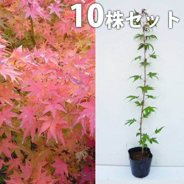 イロハモミジ 紅葉 苗木 2 イロハモミジ 紅葉 苗木 2 イロハモミジ 苗木 紅葉