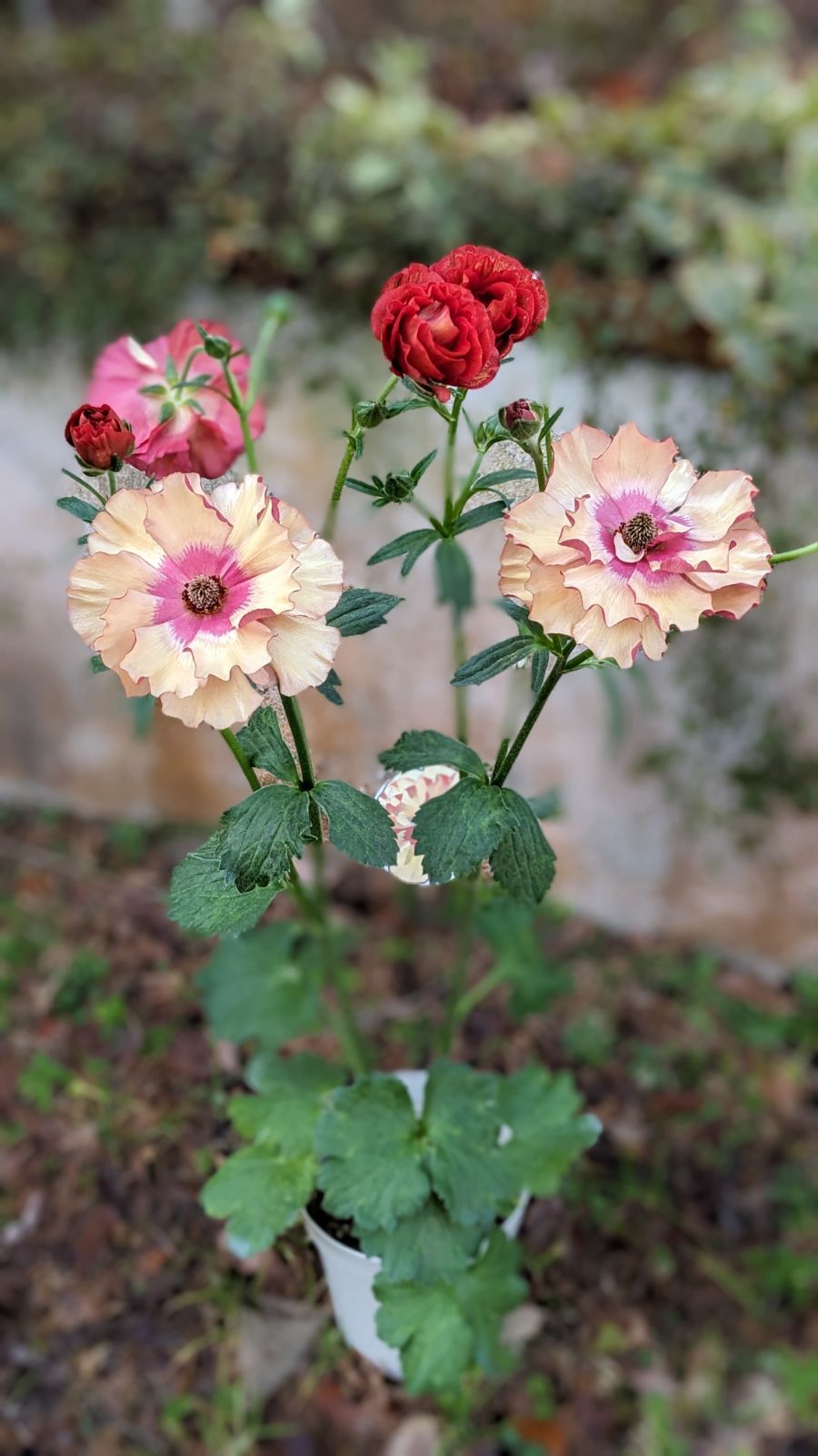 Ranunculus | ラナンキュラス 公式通販 – ANRE-R SALON