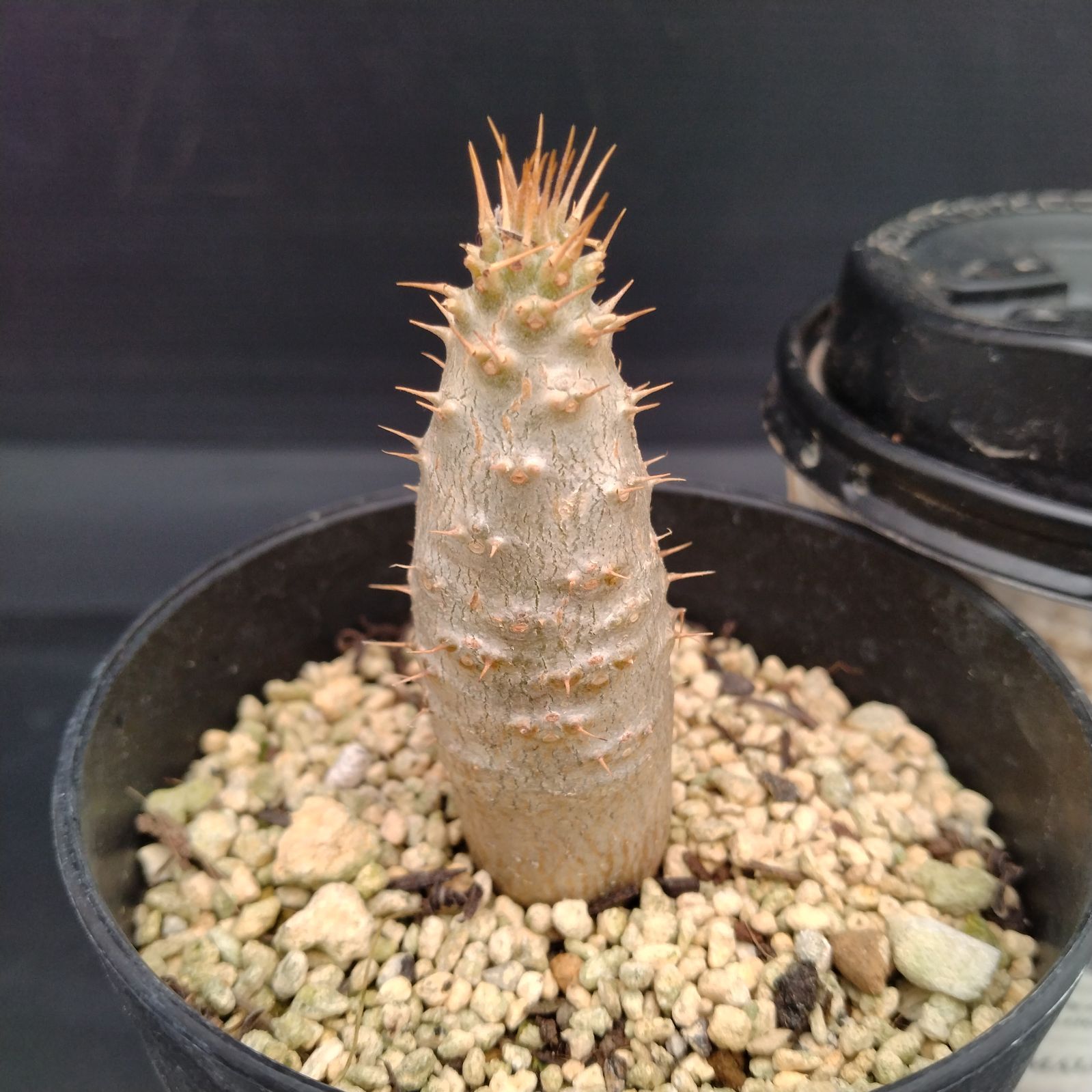 パキポディウム グラキリス 実生7年 4分頭 塊根植物② X056【自社養生株】パキポディウム グラキリス(実生・発根株