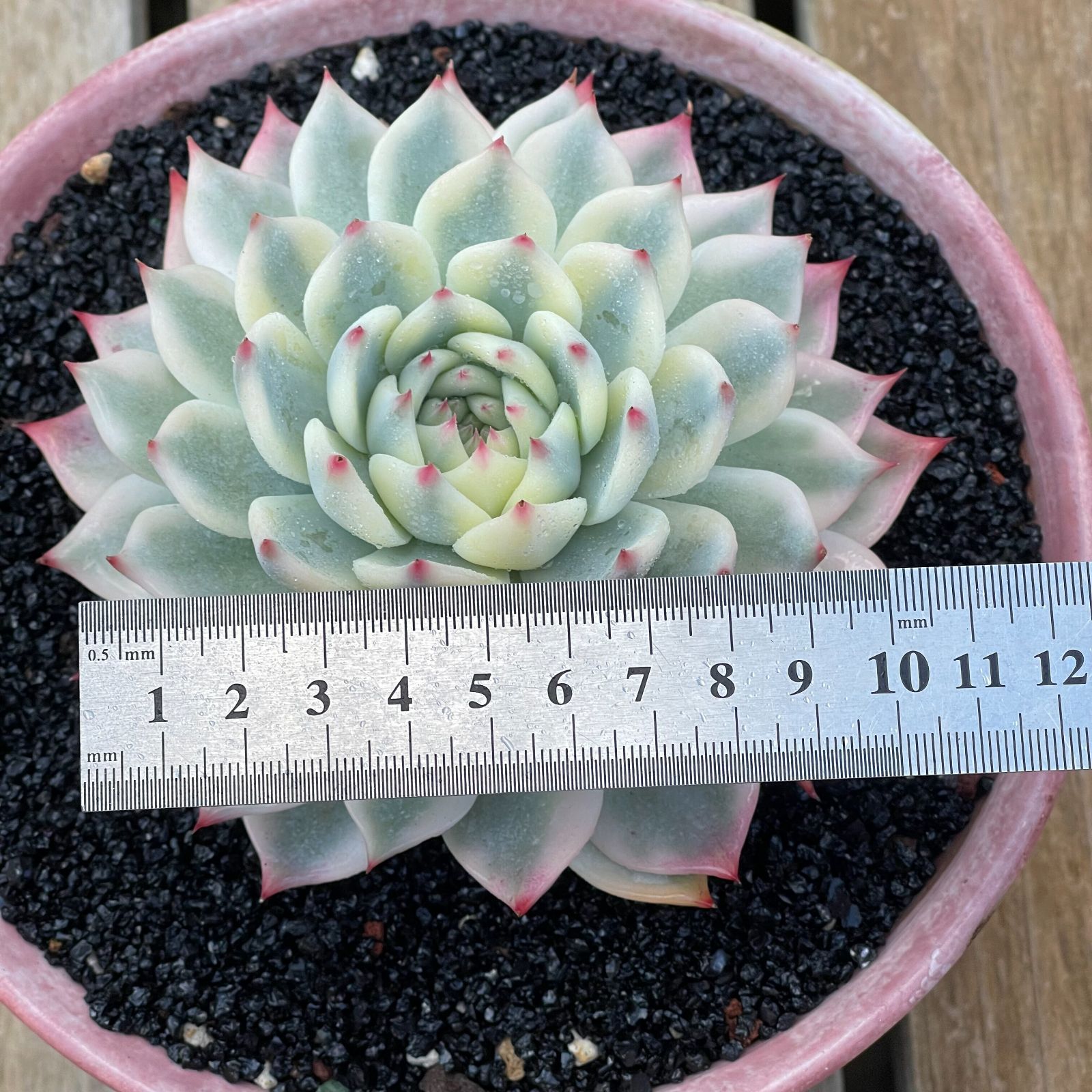 PZ12チワワエンシス錦韓国苗 多肉植物 抜き苗 エケベリア 即購入可