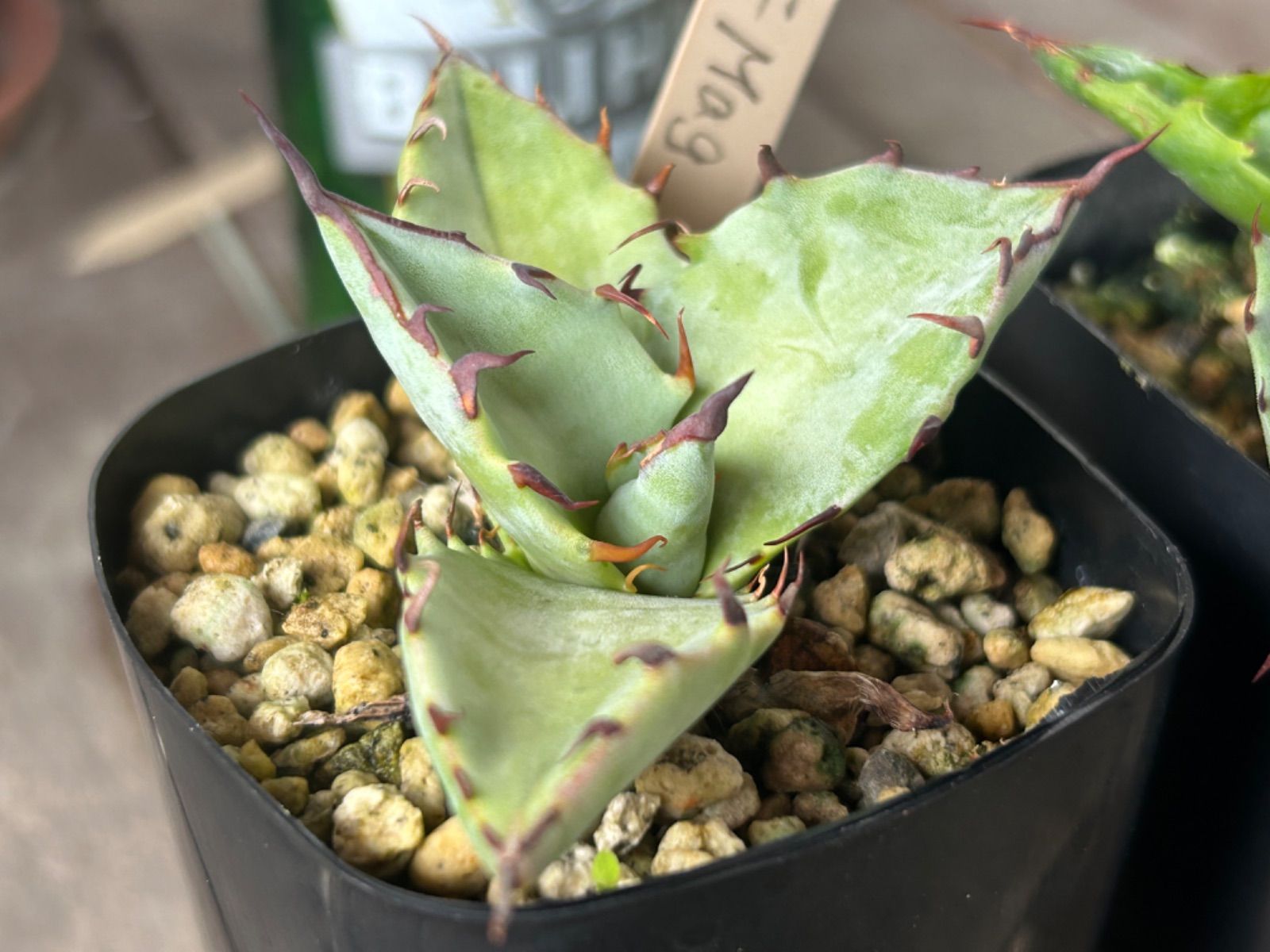 アガベ ハイブリッド 子株セット 【公式通販】