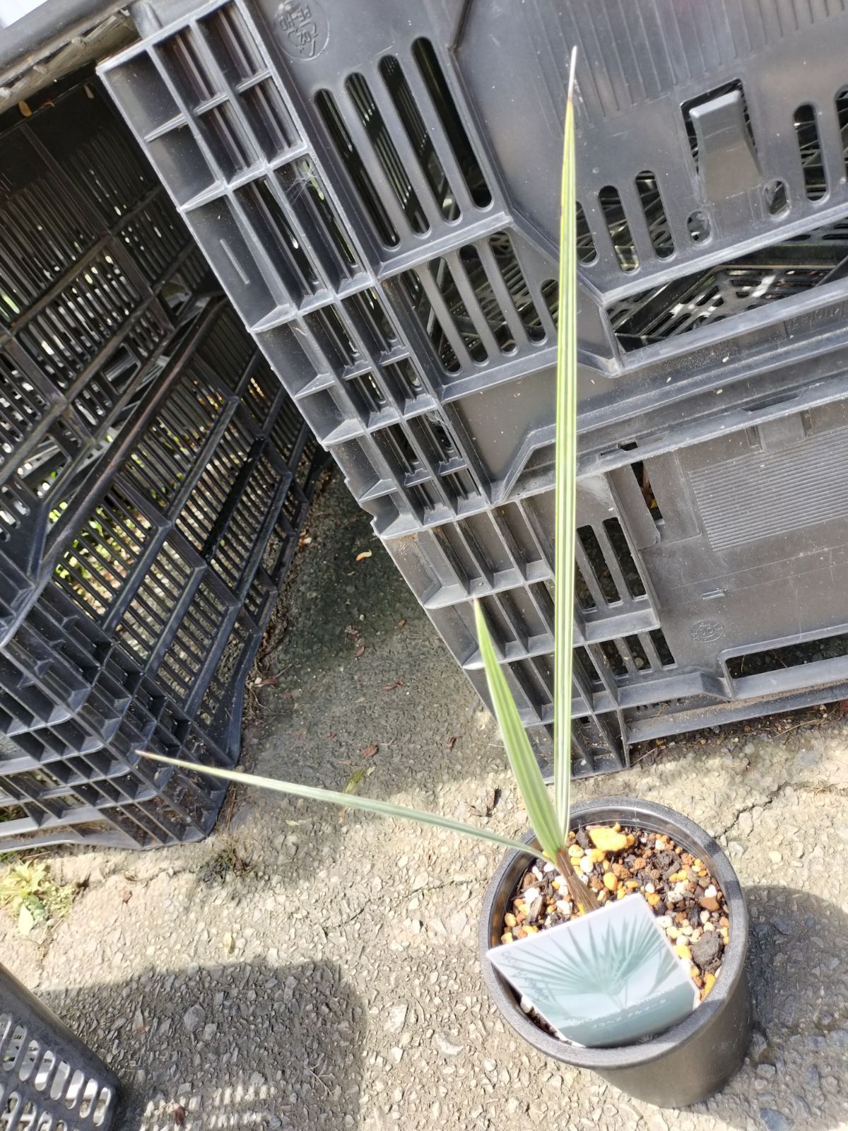 ブラヘアアルマータ【抜き苗】 - メルカリ