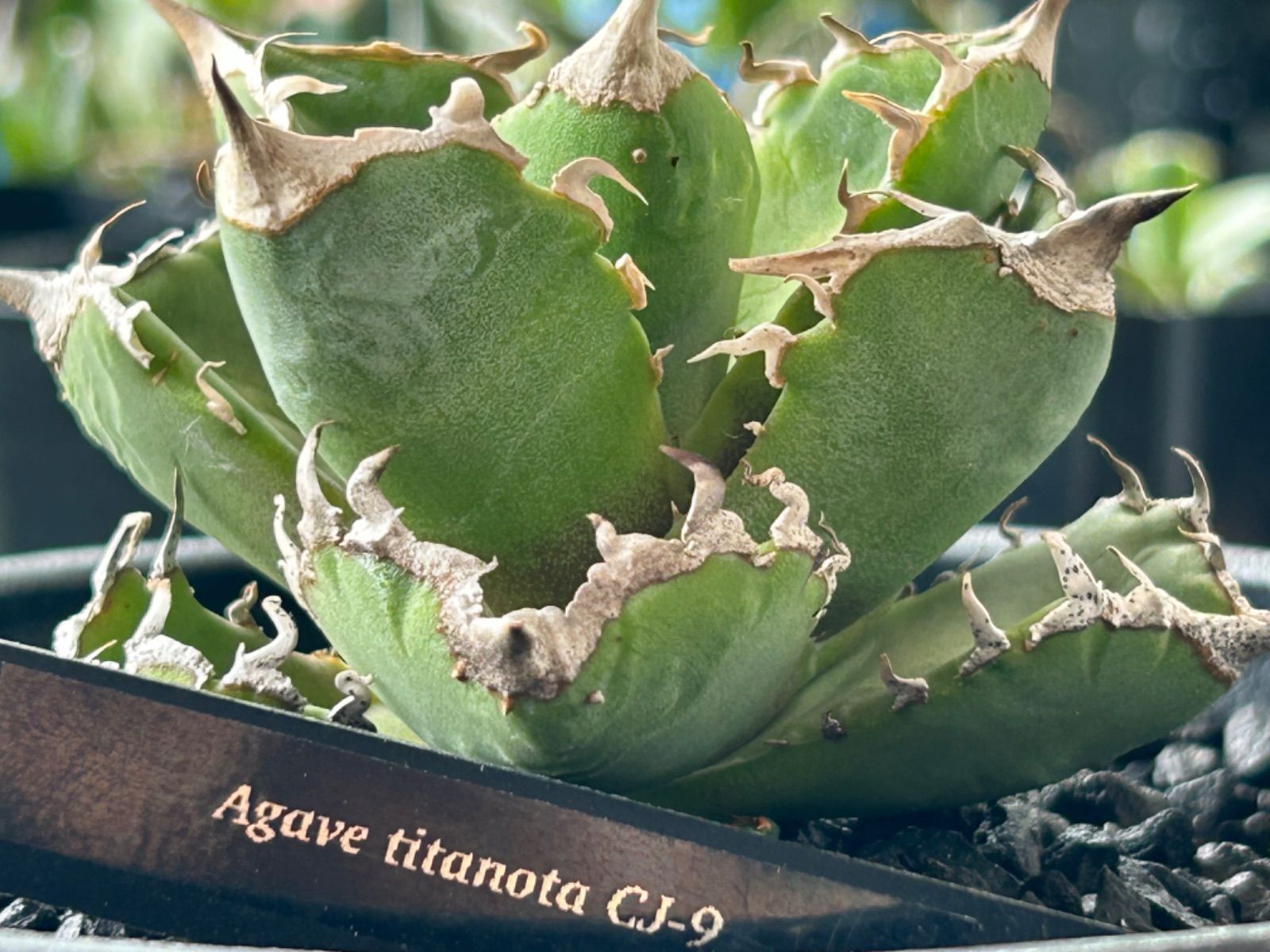 AGAVE TITANOTA CJspecial 子株 チタノタ 