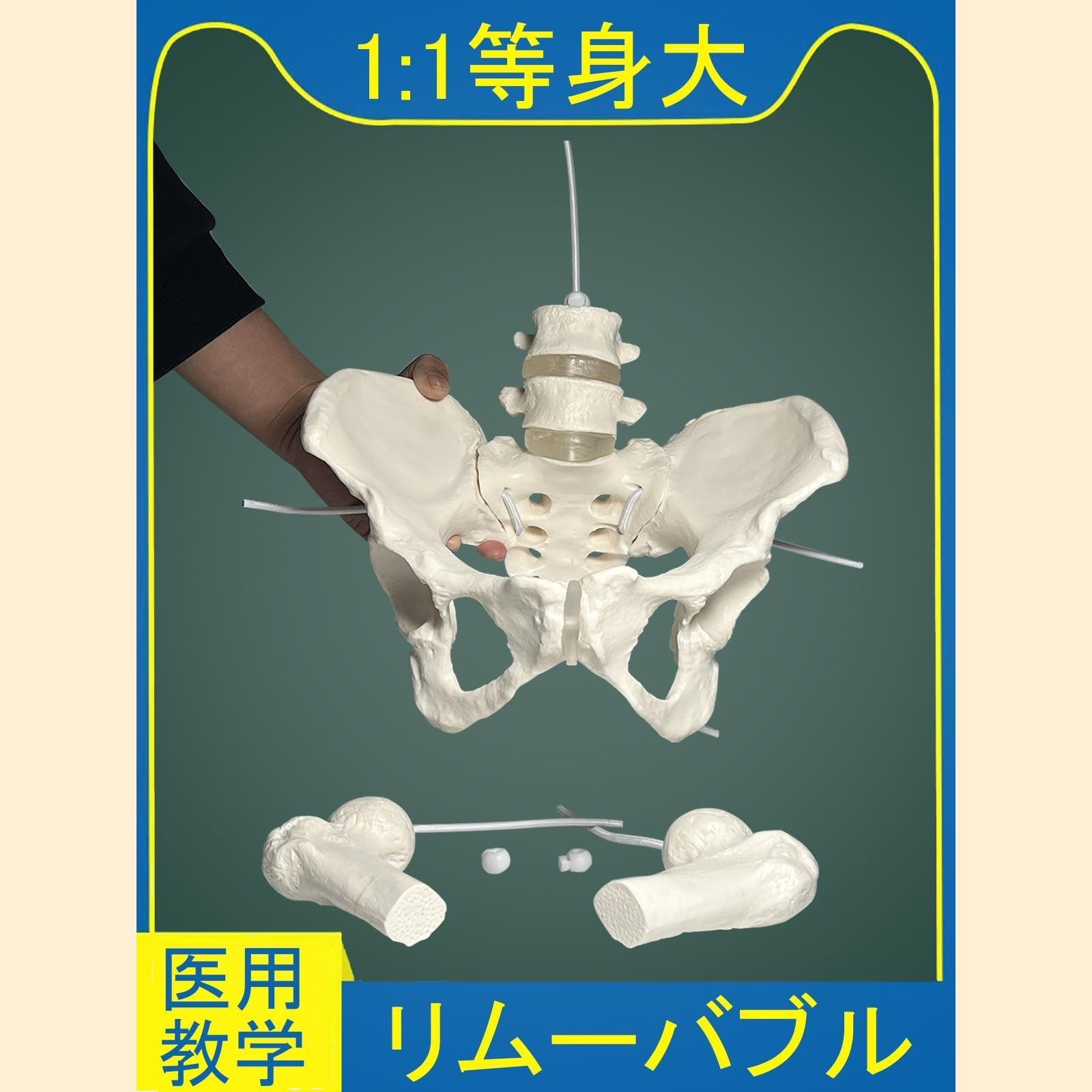 骨盤模型 教育用 プラスチック製 Z 脊椎模型 骨盤付き 約60cm