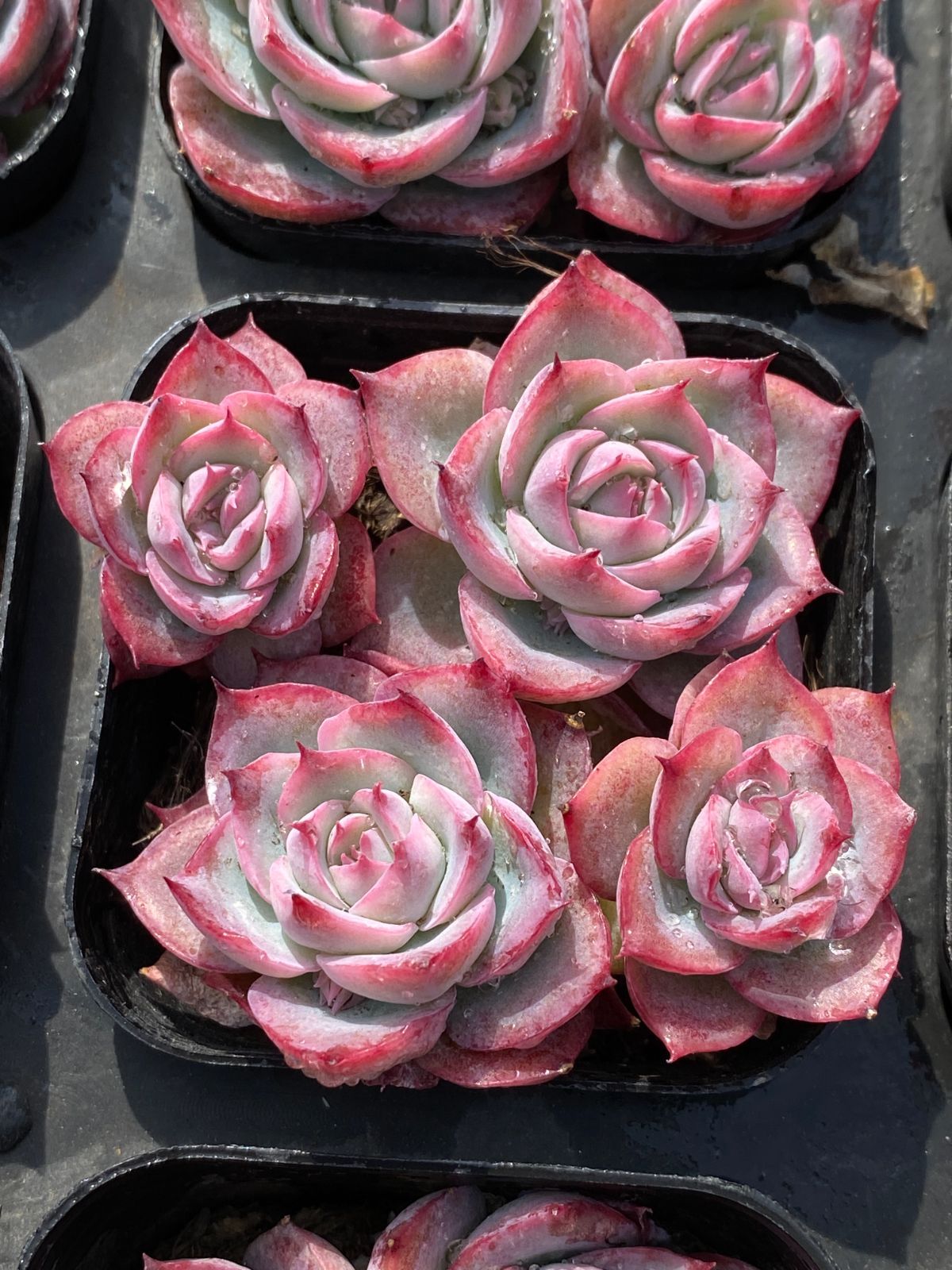 抜き苗 ローズクラッスラ ZM1576×40株 ふっくら 多肉植物 エケベリア