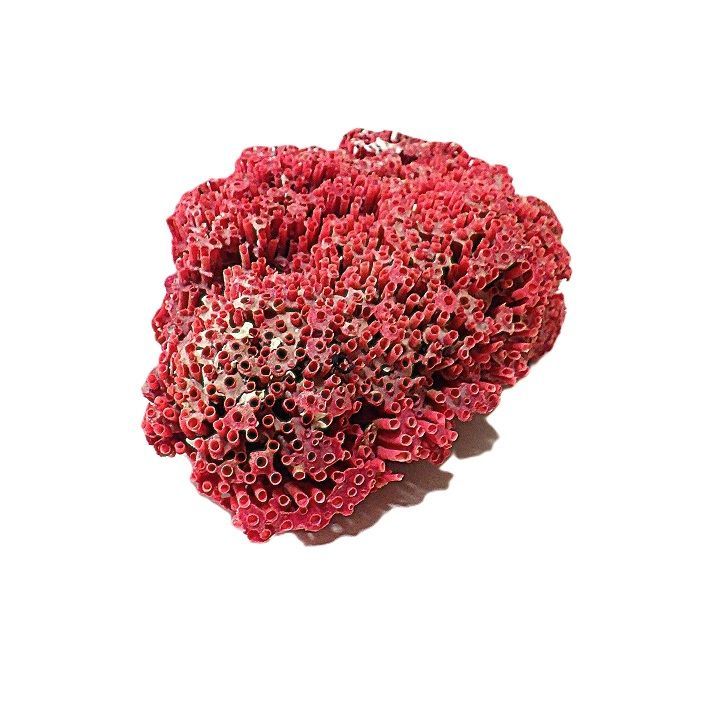 サンゴ礁 珊瑚礁 パイプオルガン珊瑚 珊瑚 サンゴ 赤珊瑚 管珊瑚