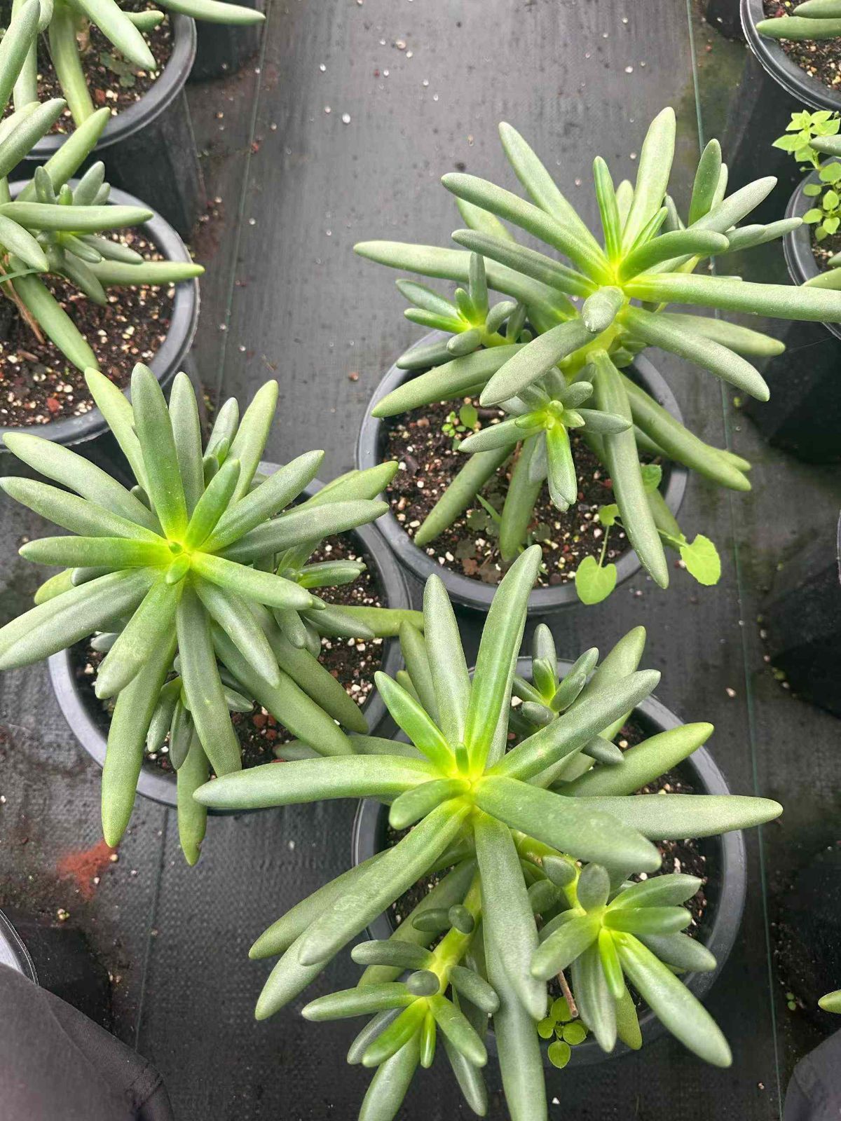 抜き苗 多肉植物