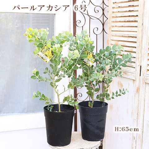 在庫２点限り 常緑苗木 パールアカシア 6号 高さ65cm 庭木 植木 ミモザ 黄色い花 春に咲く シンボルツリー - メルカリ