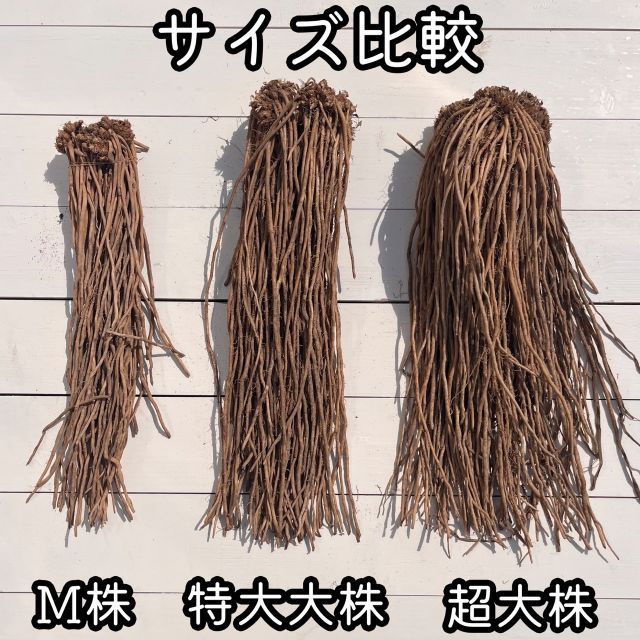 苗
