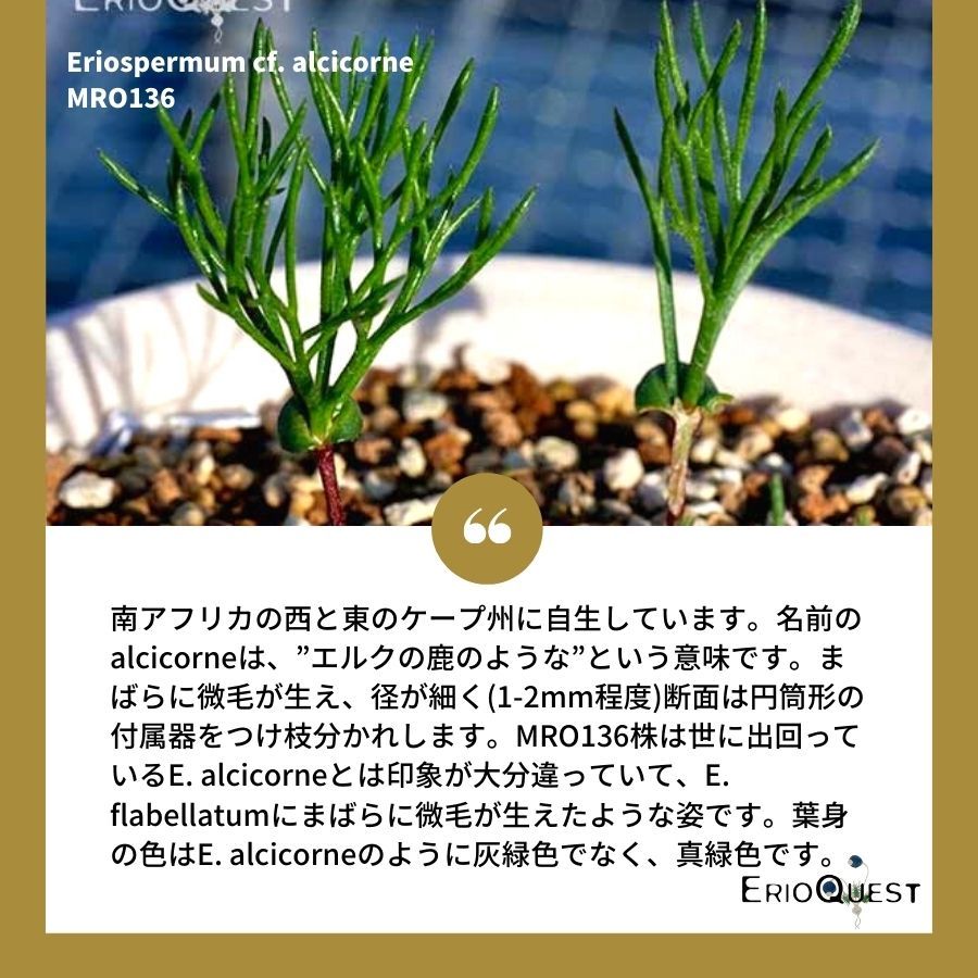 早い者勝ち☆発根済み】 リオスペルマム ケルビコルネ ケープバルブ 76