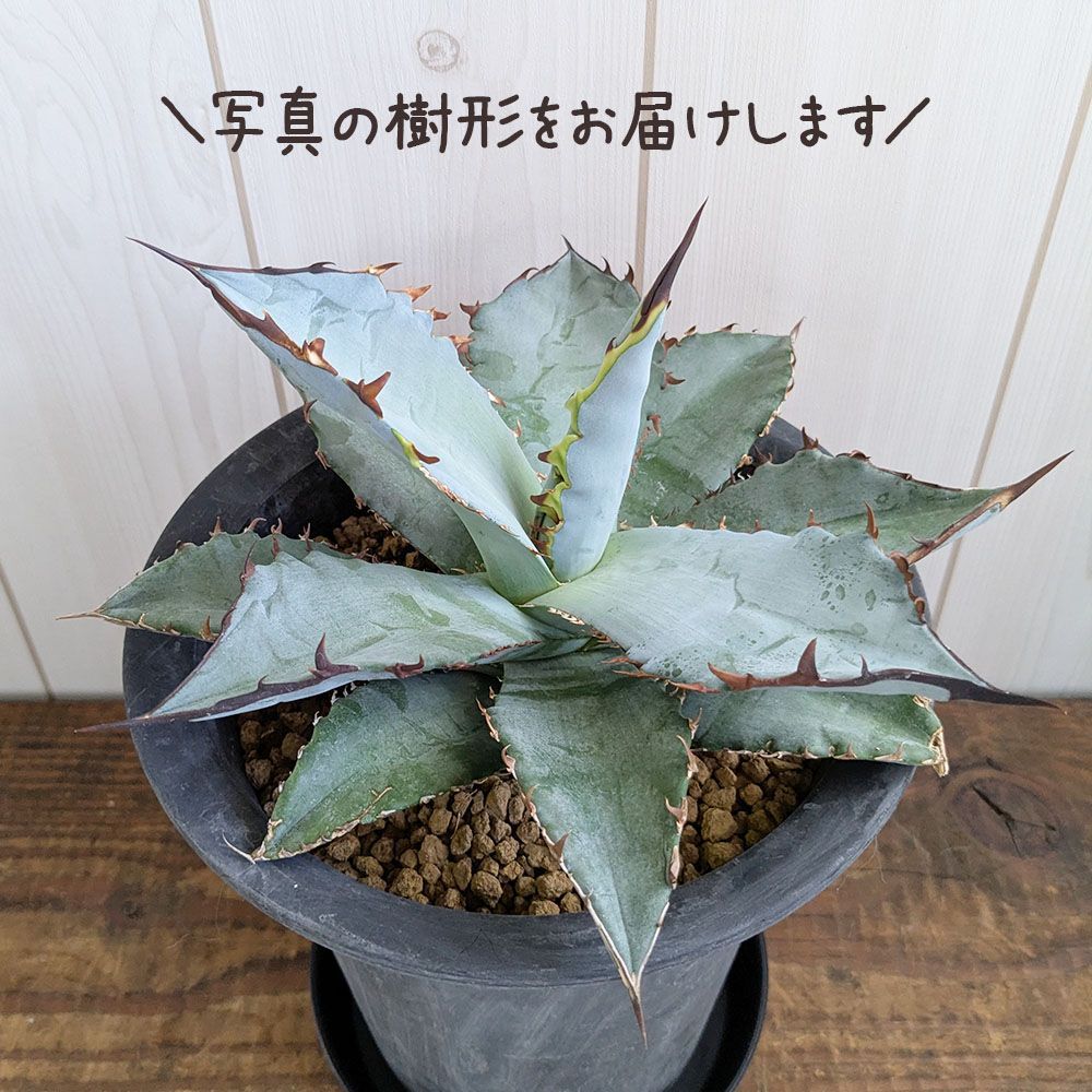 観葉植物 アガベ チタノタ 5号【現品】黒プラスチック鉢 多肉植物 受皿