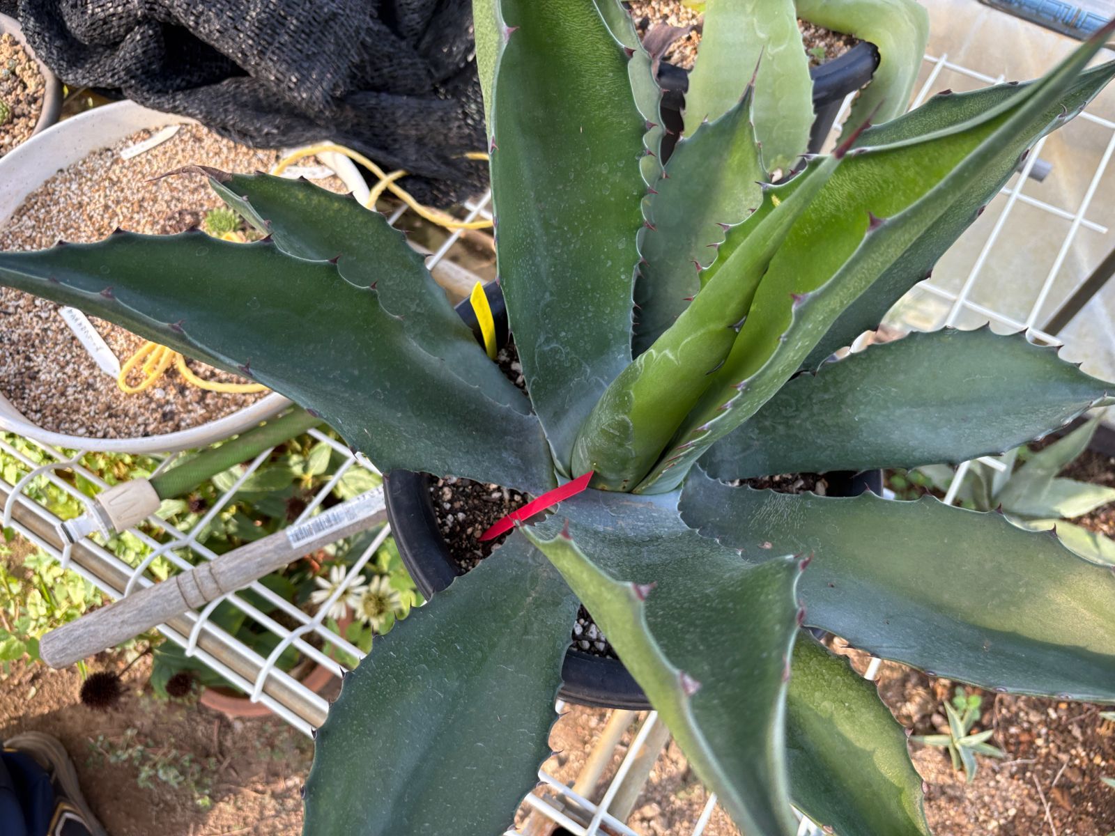 パリー 吉祥天錦 子株 3点セット アガベ パリー 吉祥天 あきさま専用 三