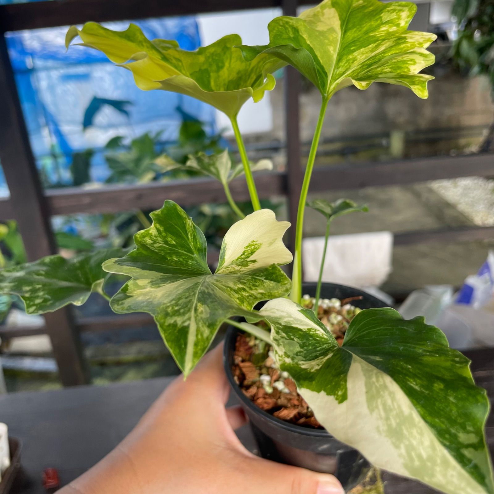 フィロデンドロン セローム 極斑入り 極斑】フィロデンドロン セローム 斑入り Philodendron Selloum