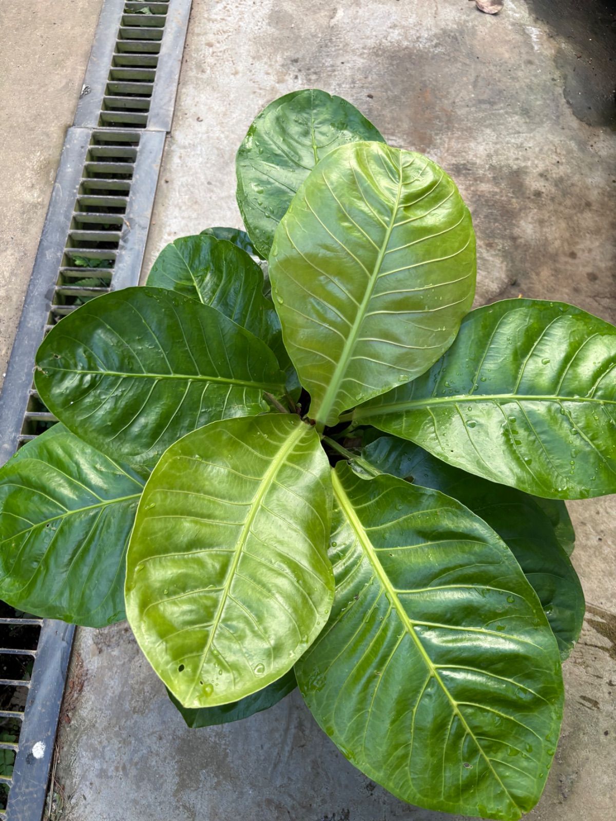 アンスリウム マルバ 7号 ジャングルブッシュ 原種系 観葉植物