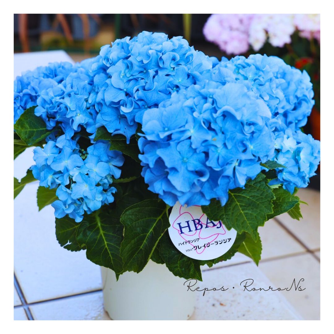 アジサイ クレイジーテンシア アジサイ クレイジーテンシア 号鉢 新品種 フリル咲き紫陽花 希少 紫陽花 ハイドランジア 母の日 ギフト 鉢花 - メルカリ