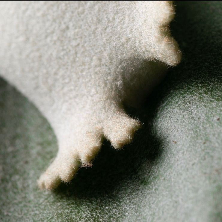 P. williinckii 'RU20' 胞子 ビカクシダ pd8sビカクシダ 大八 観葉植物