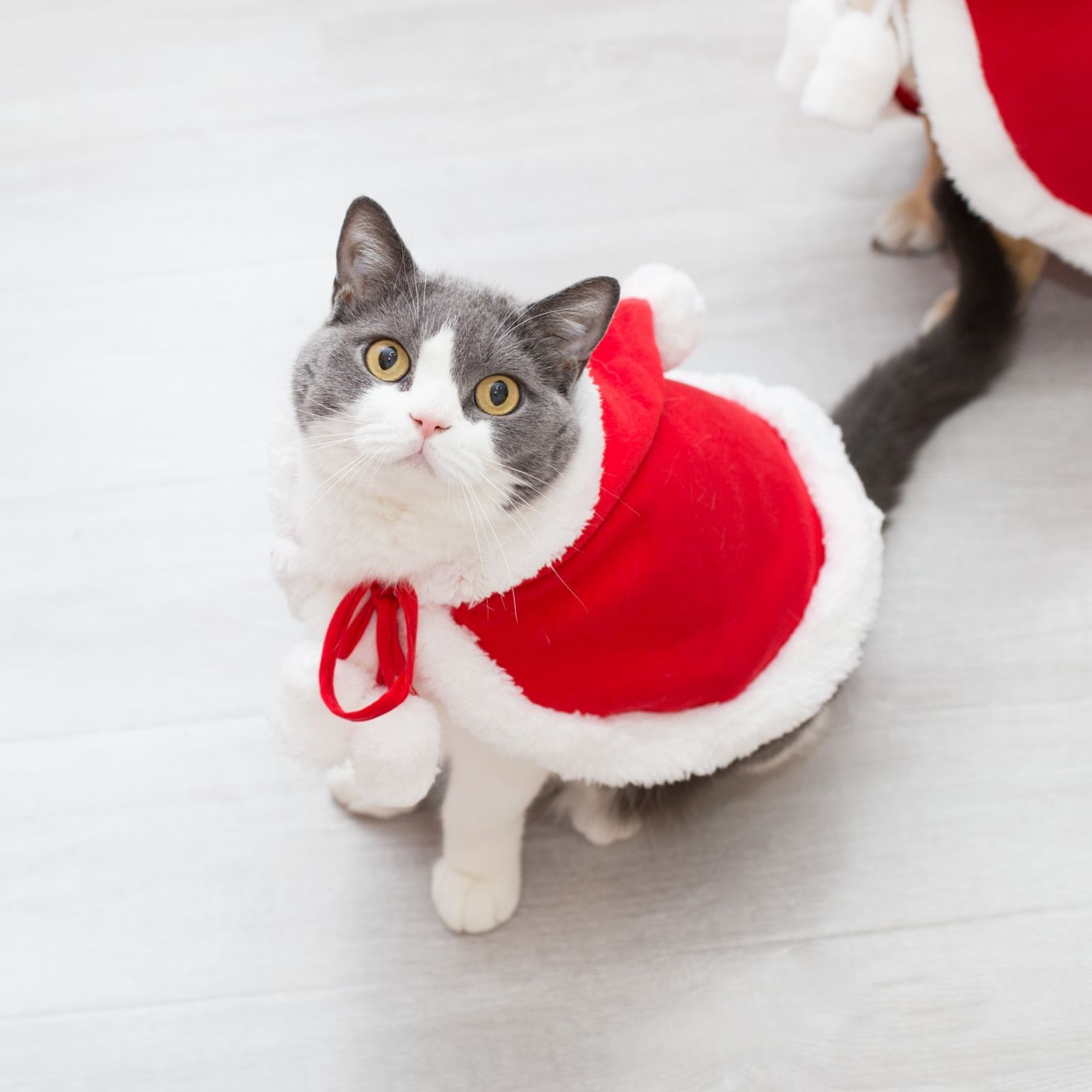 petsd01】ペット クリスマスマント 猫 犬 クリスマス ケープ 飾り付け