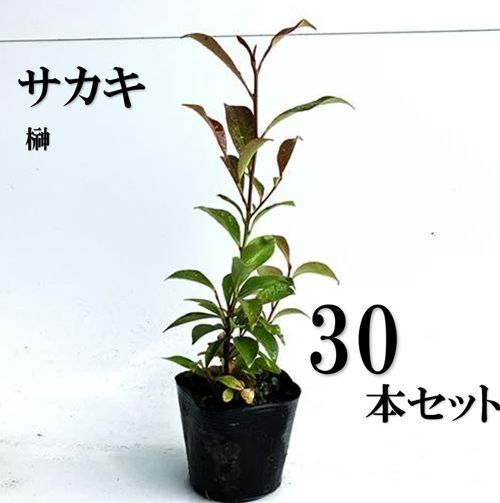 30本セット サカキ ホンサカキ 本榊樹高0.4m前後10.5cmポット
