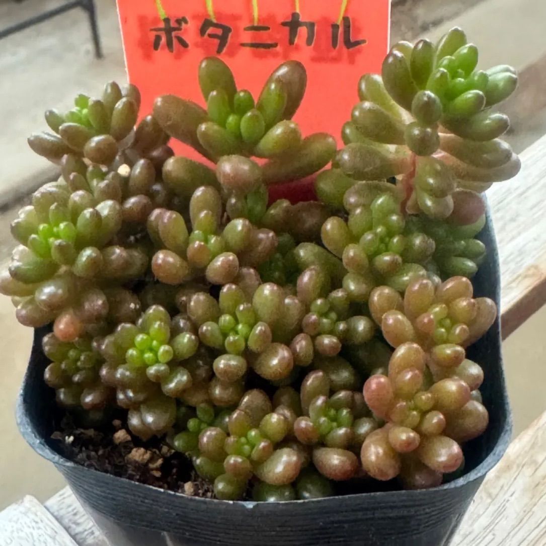 レッドベリー❣️札付き❗️多肉植物 抜き苗 - メルカリ