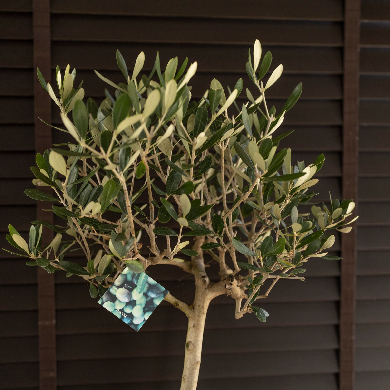 創樹 Olive オリーブの木 SOUJU Lucca ルッカ オリーブ 8号 セメント