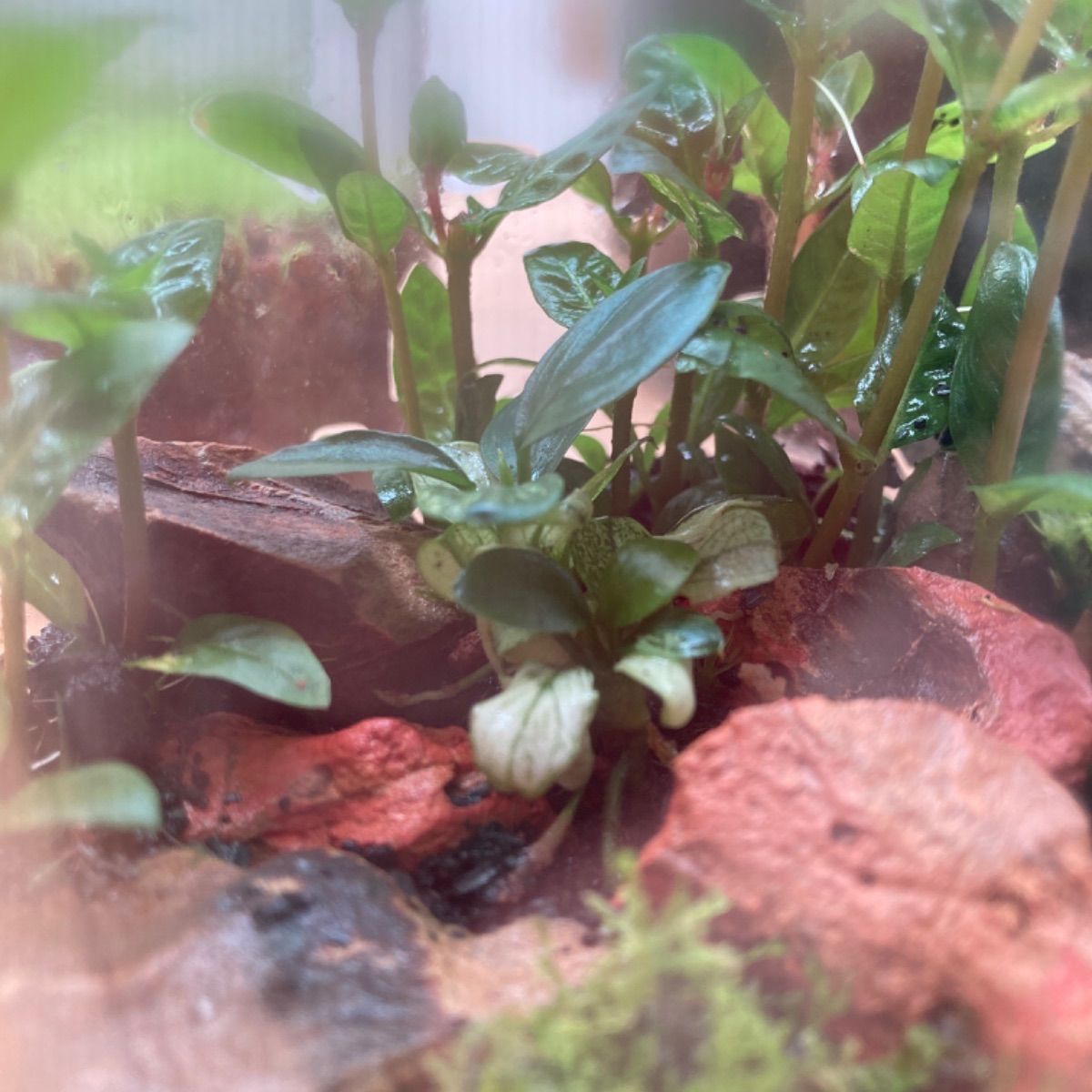 アヌビアスナナプチ スノーフレーク【水上葉】1株 - メルカリ