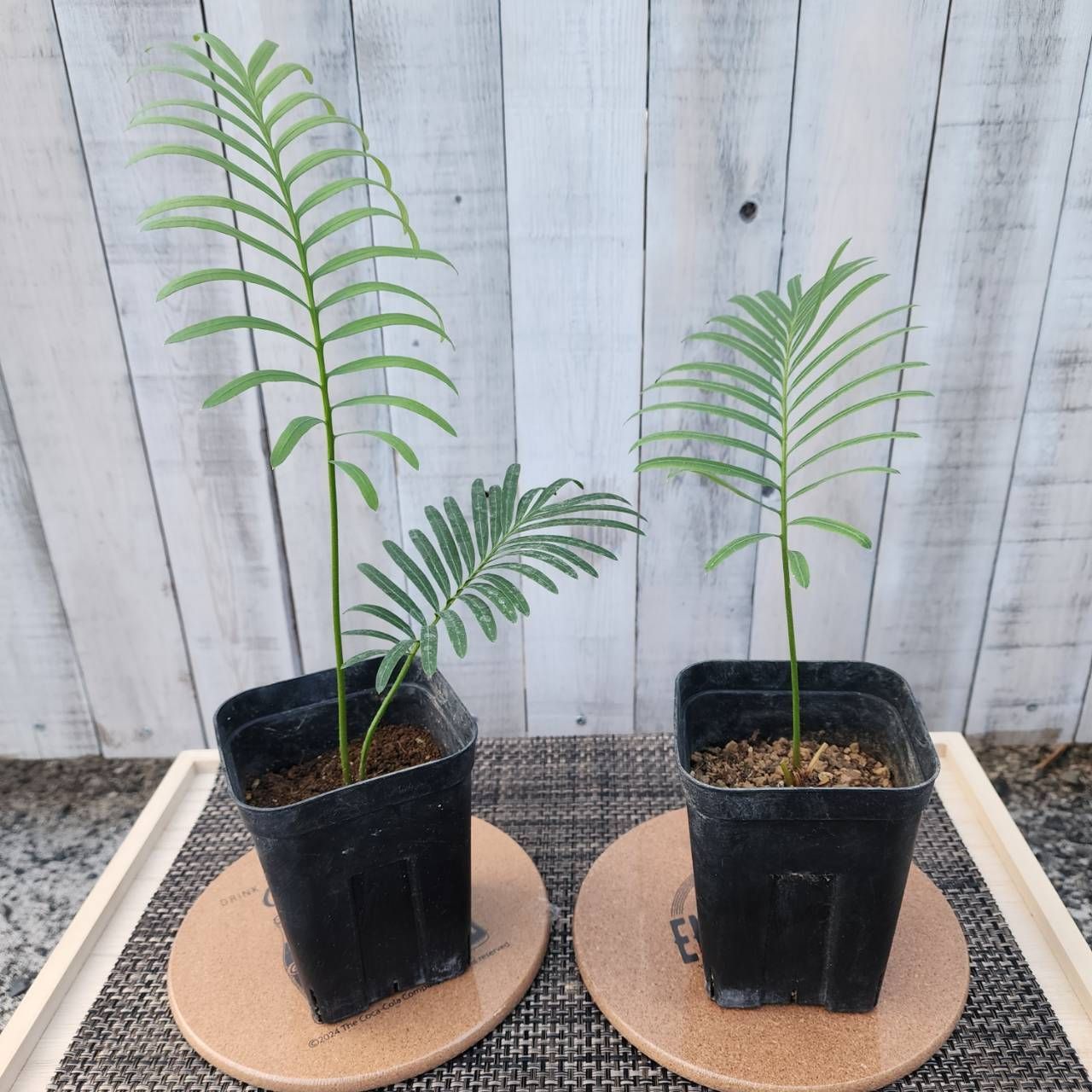 ソテツ】【鉢ごと発送】 タイシルバーソテツ Cycas sp.silver 2025-7