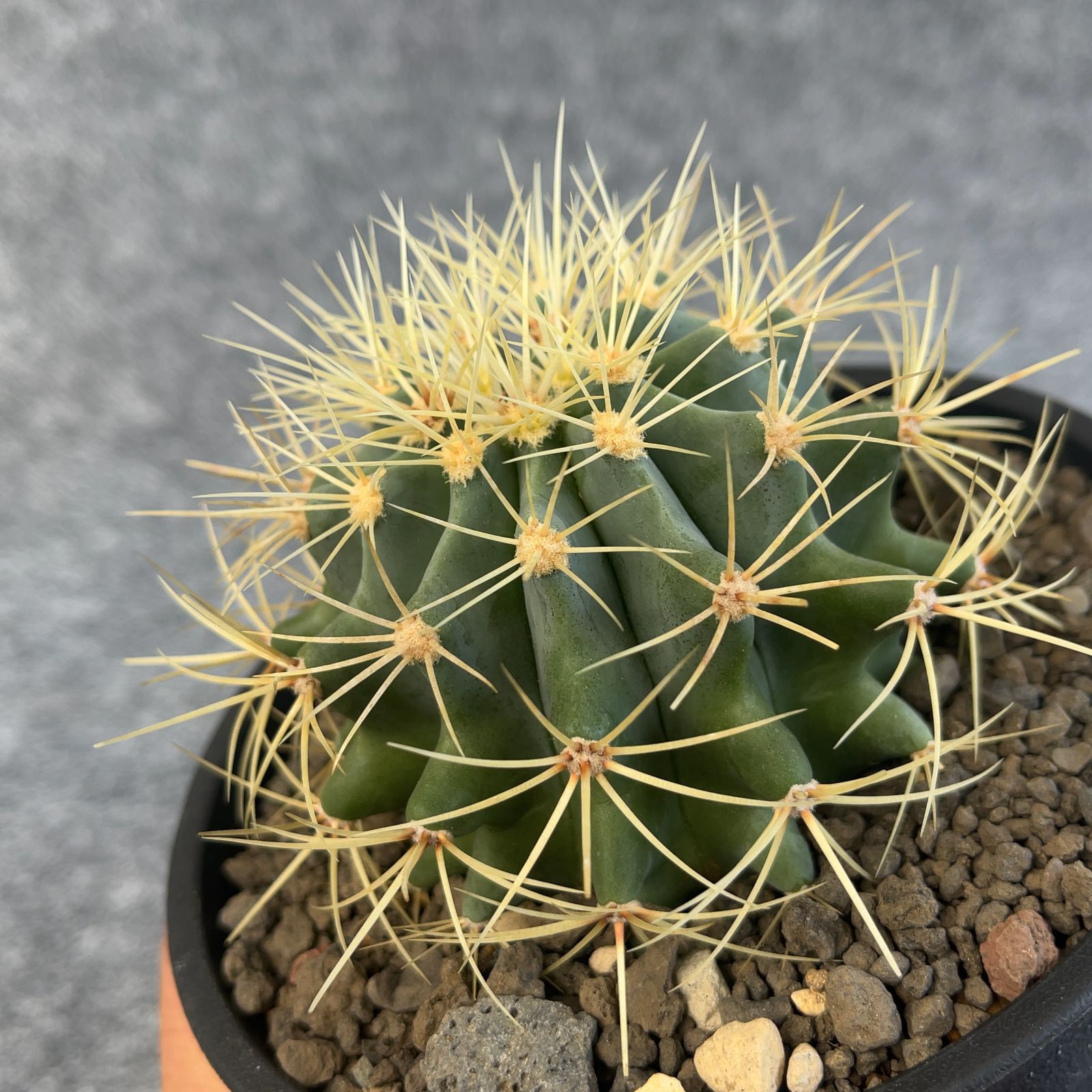 鉢ごと発送】サボテン 王冠竜(おうかんりゅう) Ferocactus glaucescens/5号鉢/サボテン・多肉植物【現品】 23-11-2-03  - メルカリ