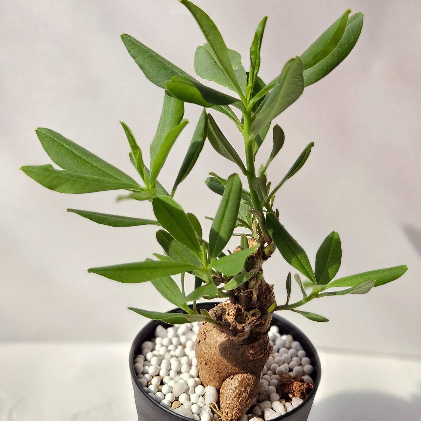 タリナム パニクラーツム 塊根植物 コーデックス 実生苗 中小 5株セット タリナム パニクラーツム 塊根植物 コーデックス 実生苗 中小 5株
