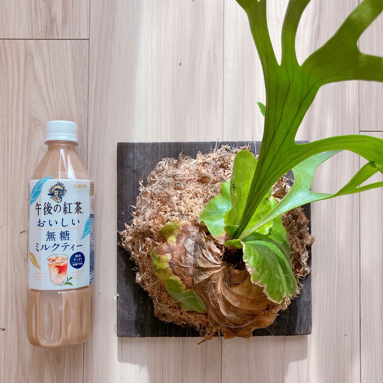 P. veitchii cv.Lisa OC ビカクシダ オリジナル オリジナル veitchii