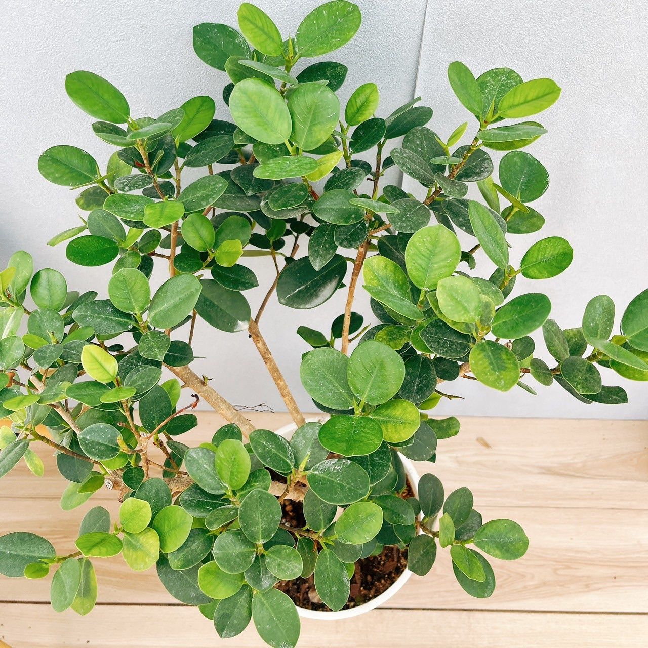 現品］【希少】100番 パンダガジュマル 8号 観葉植物 室内 レア ゴムの