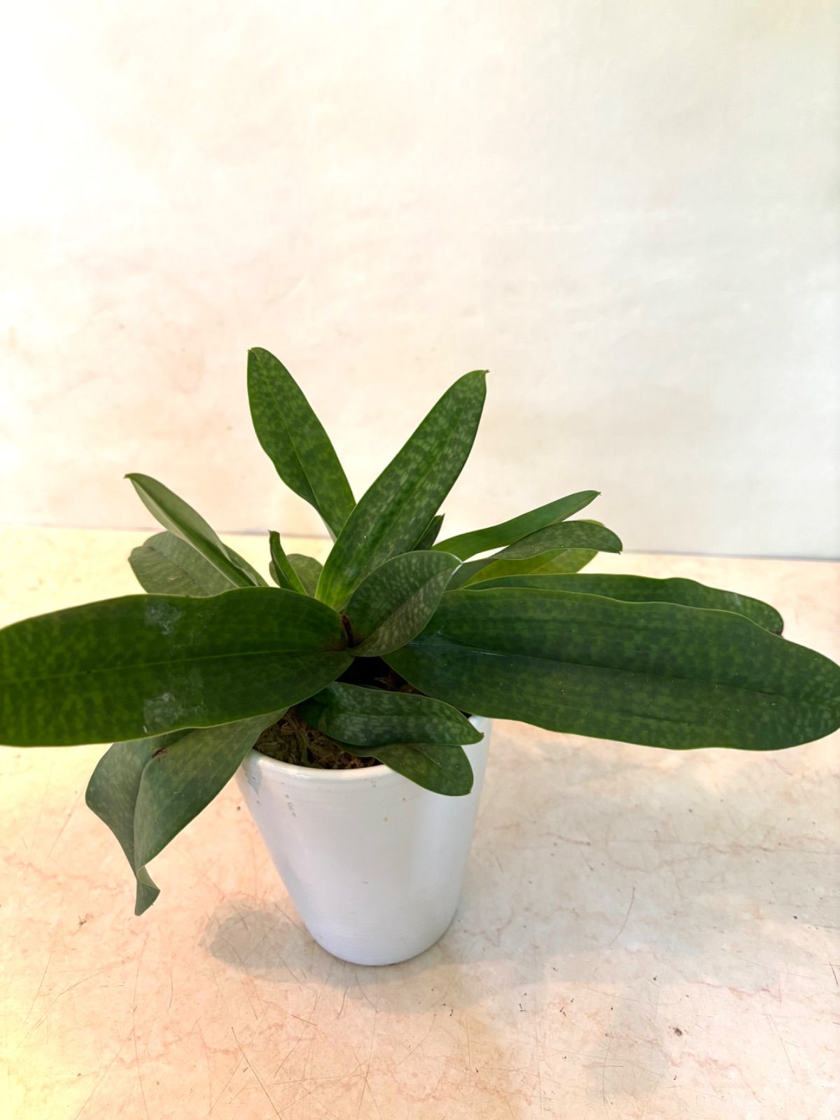 未使用adidas ゴルフシューズ 23.5cm IPS PLIERS IPS パイププライヤ 23086