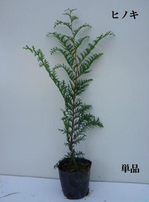 単 品 ヒノキ樹高0.5m前後10.5cmポット