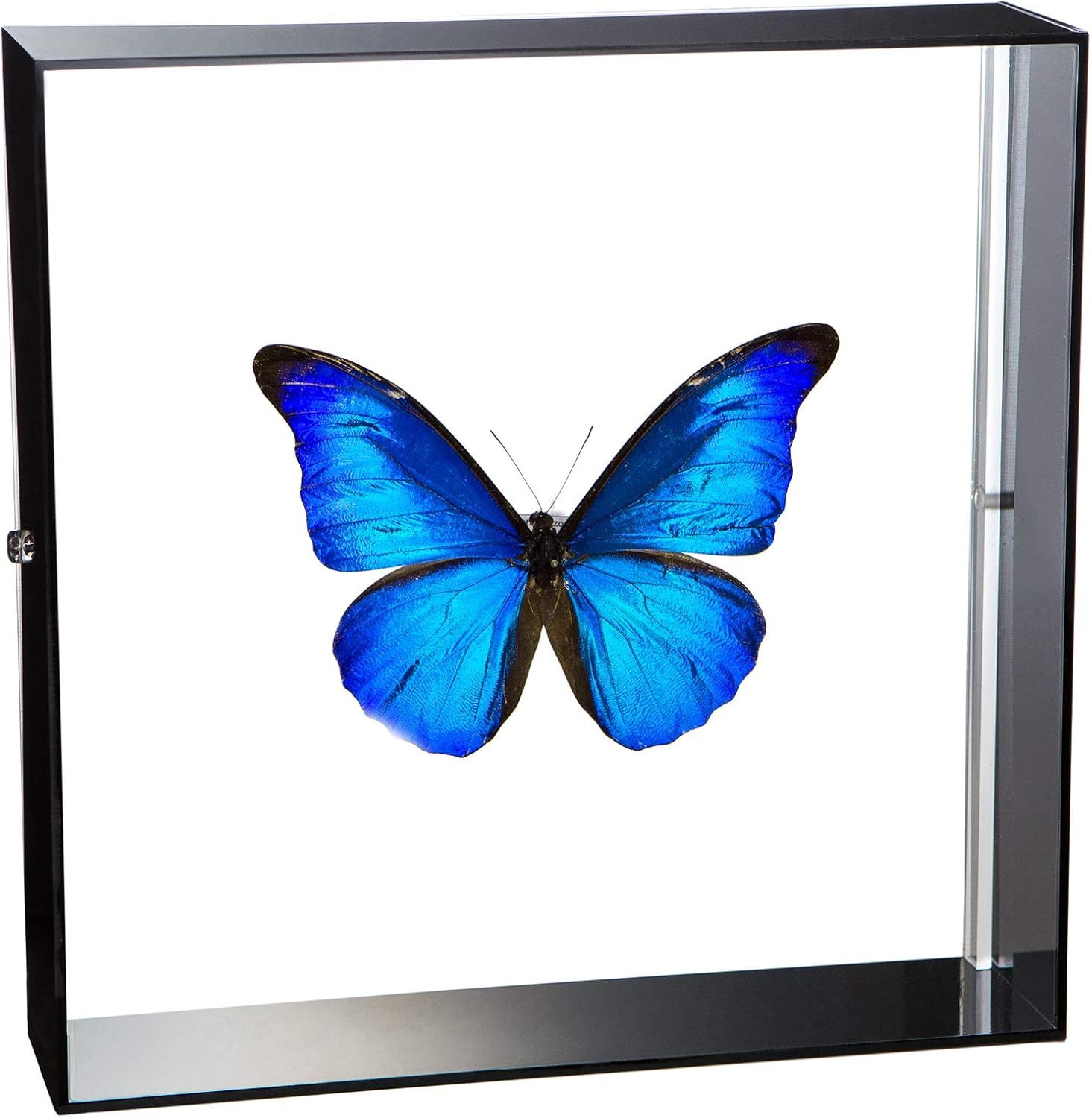 日本語 ｜ Sonny Angel ☆韓国限定⭐︎チョウンヌッキム×ソニー