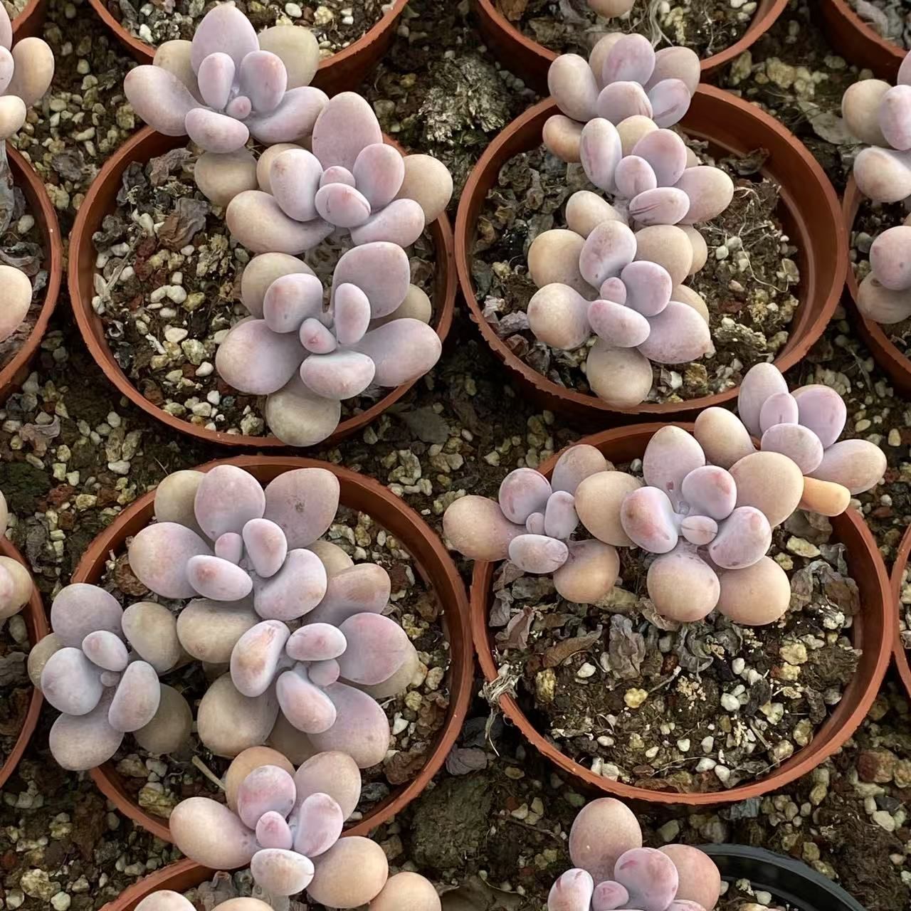 40株の抜き苗セット】アイスグリーン 多肉植物 佐川急便発送