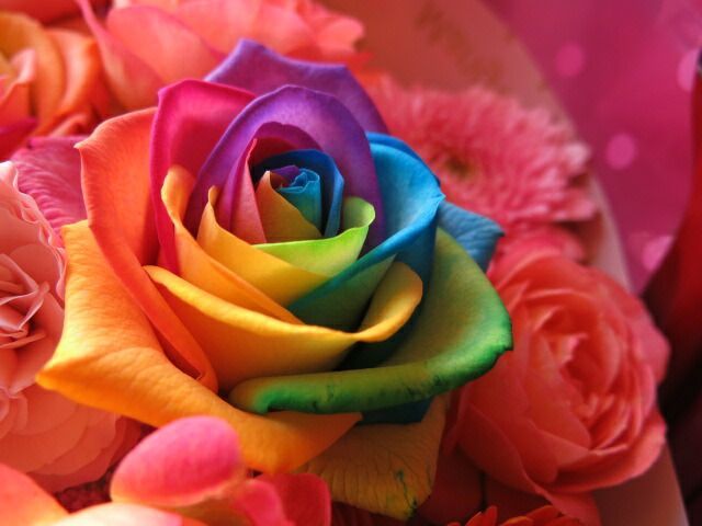 レインボーローズ5本入り 可愛いお花
