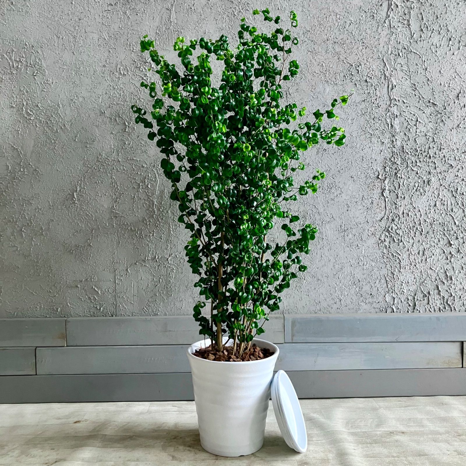 厳選された植物と鉢】ねじり仕立て フィカス ベンジャミン 8号 厳選された植物と鉢】ねじり仕立て フィカス ベンジャミン 8号