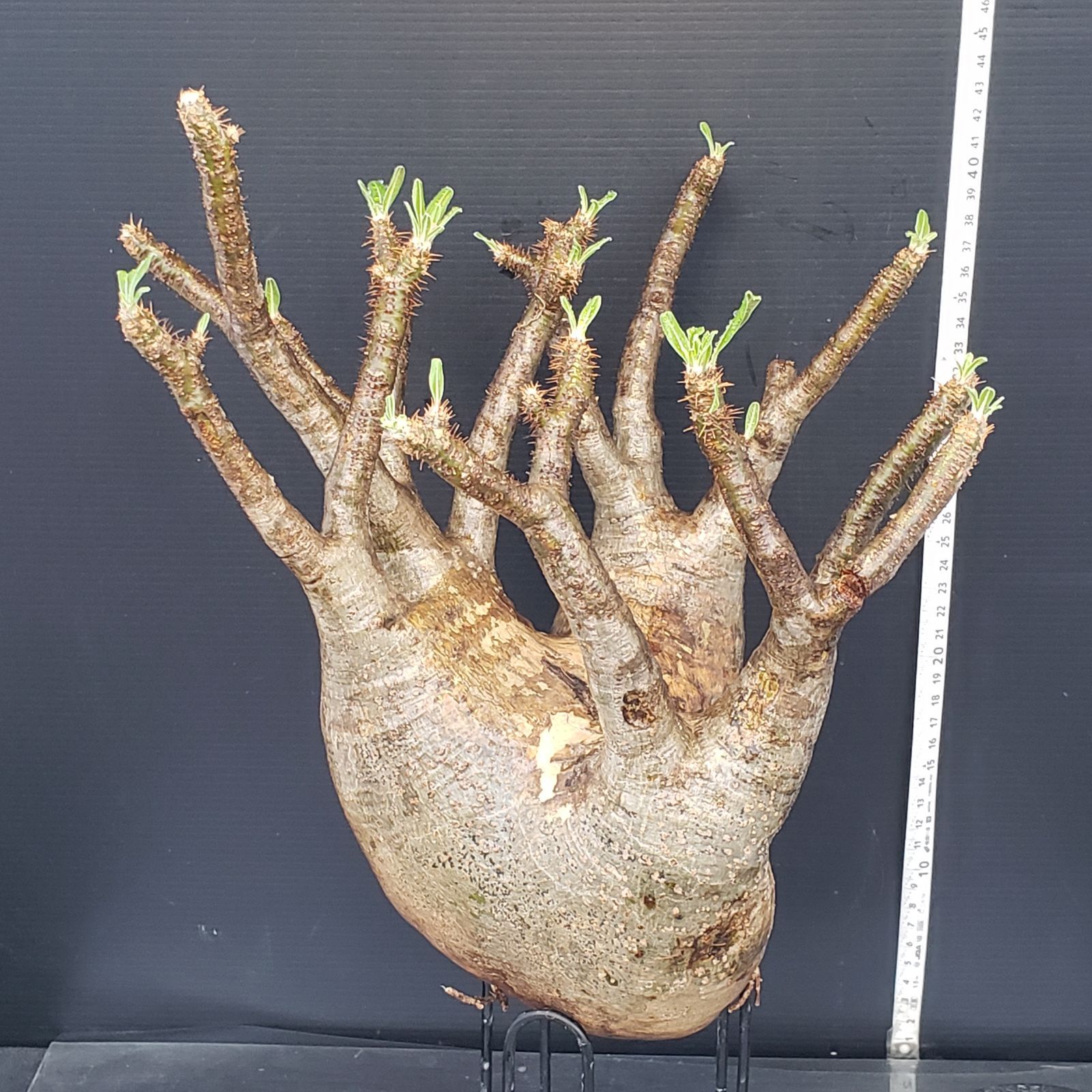 塊根植物 新芽あり パキポディウム　グラキリス パキポディウム・グラキリス/盆栽、多肉植物、塊根植物、観葉