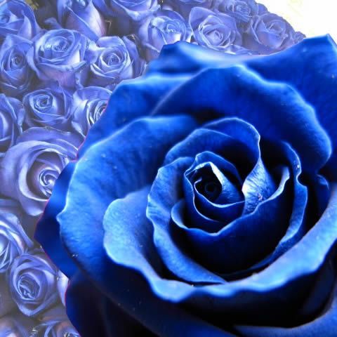 成人式 青バラ 成人お祝い 枯れない花束 プリザーブドフラワー 青バラ20本使用 プリザーブドフラワー 花束 枯れずにいつまでもキレイな青バラ ギフト