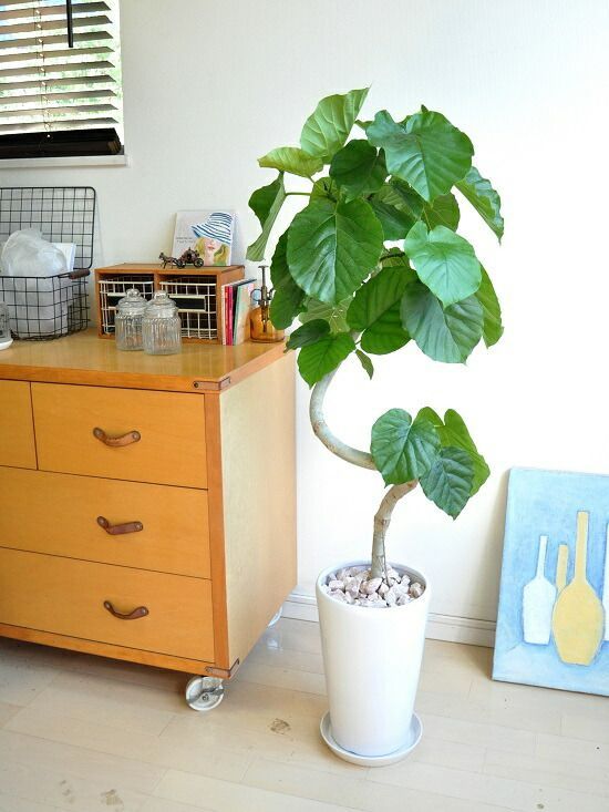 ウンベラータ（3Dカーブ曲がり） 白色 スリム陶器鉢 【ピンク石・受皿