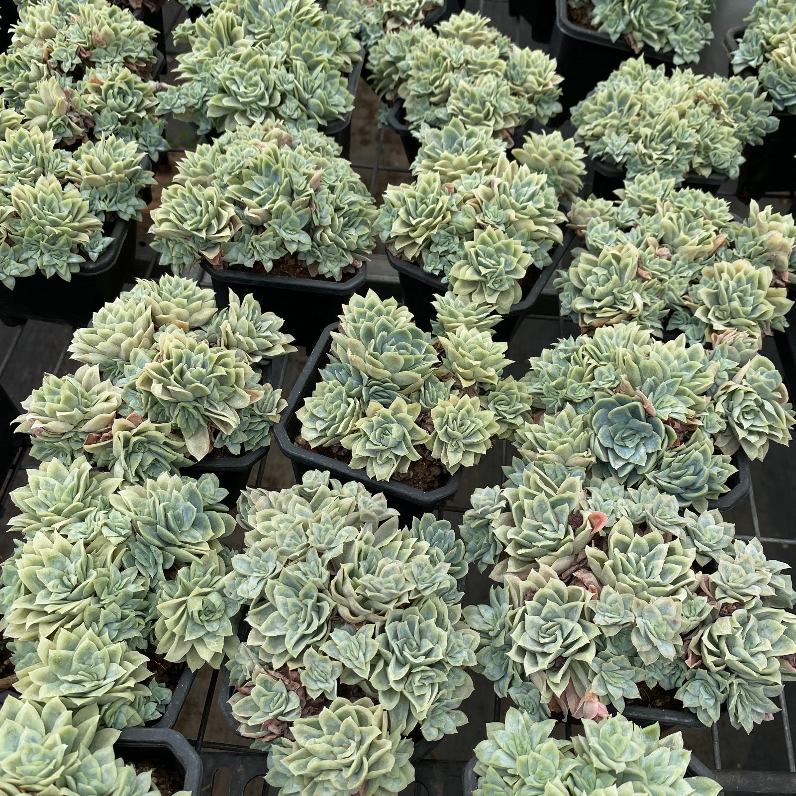 アイスローズ錦 多肉植物