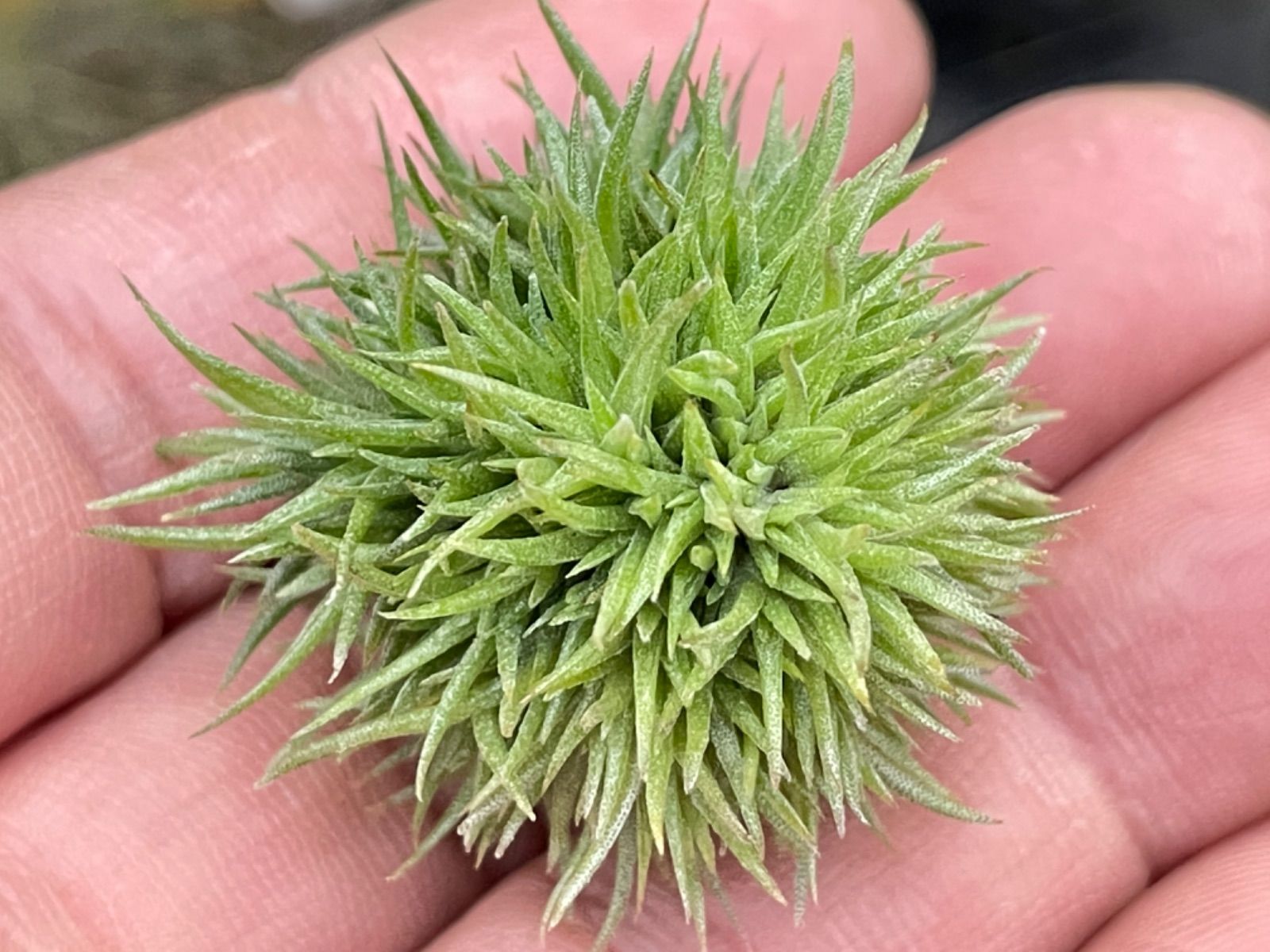 メルカリshops 大 ティランジア アエラントス テディベアaeranthosteddybear