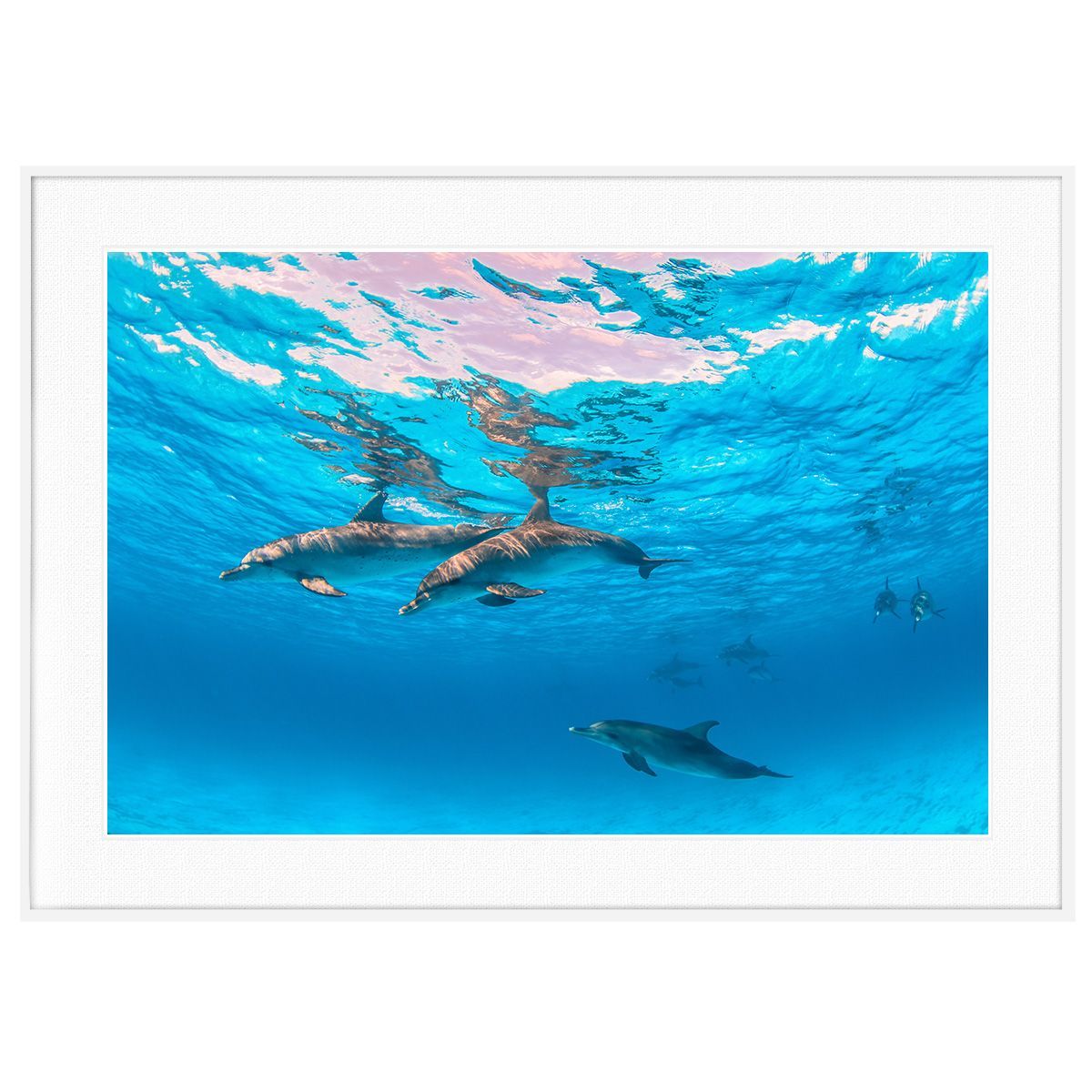 夏写真 バハマ諸島ビミニ諸島のイルカ インテリアアートポスター写真