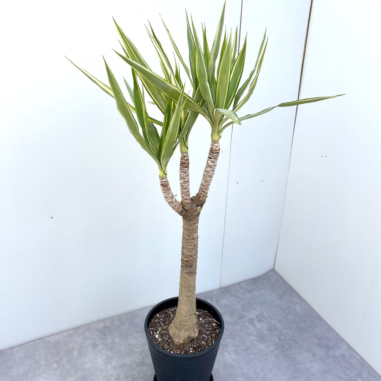 ユッカ エレファンティペス 斑入り 1【現品】☆希少☆ 観葉植物 - メルカリ