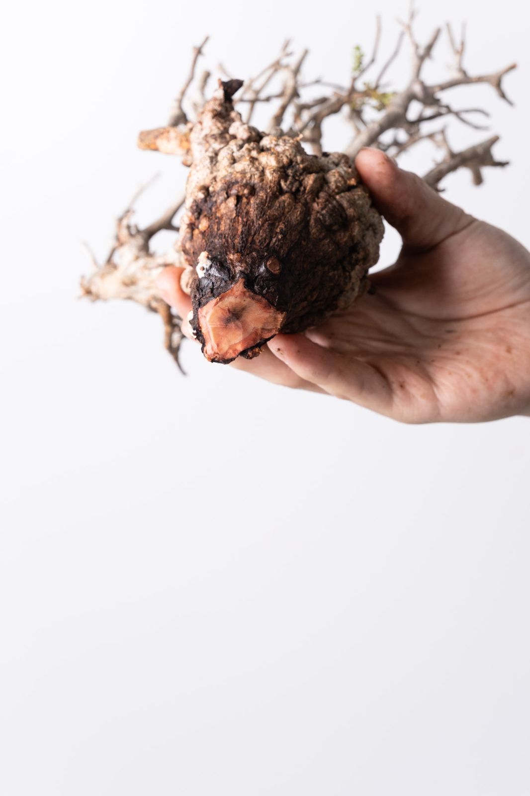 MP127 オペルクリカリア パキプス コーデックス ベアルート株